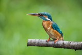Eisvogel | Common Kingfisher | Alcedo atthis
