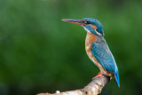 Eisvogel | Common Kingfisher | Alcedo atthis