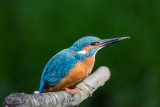 Eisvogel | Common Kingfisher | Alcedo atthis
