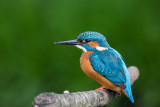 Eisvogel | Common Kingfisher | Alcedo atthis
