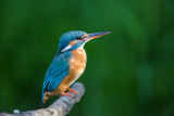 Eisvogel | Common Kingfisher | Alcedo atthis