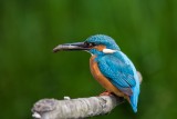 Eisvogel | Common Kingfisher | Alcedo atthis