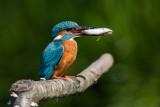 Eisvogel | Common Kingfisher | Alcedo atthis