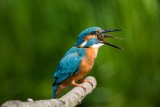 Eisvogel | Common Kingfisher | Alcedo atthis