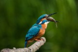 Eisvogel | Common Kingfisher | Alcedo atthis