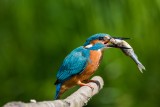 Eisvogel | Common Kingfisher | Alcedo atthis