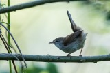 Seidensänger | Cetti's Warbler | Cettia cetti