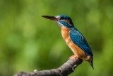 Eisvogel | Common Kingfisher | Alcedo atthis