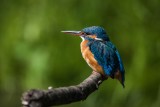 Eisvogel | Common Kingfisher | Alcedo atthis