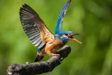 Eisvogel | Common Kingfisher | Alcedo atthis