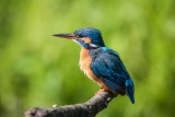 Eisvogel | Common Kingfisher | Alcedo atthis