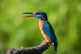Eisvogel | Common Kingfisher | Alcedo atthis