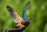 Eisvogel | Common Kingfisher | Alcedo atthis