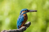 Eisvogel | Common Kingfisher | Alcedo atthis