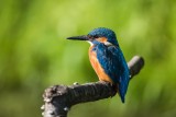 Eisvogel | Common Kingfisher | Alcedo atthis