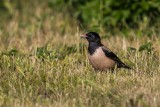 Rosenstar | Rosy Starling | Pastor roseus