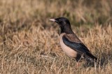Rosenstar | Rosy Starling | Pastor roseus