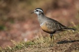 Mornellregenpfeifer | Eurasian Dotterel | Charadrius morinellus
