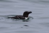 Tordalk | Razorbill | Alca torda