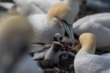 Basstölpel | Northern Gannet | Morus bassanus