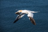 Basstölpel | Northern Gannet | Morus bassanus