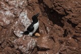 Tordalk | Razorbill | Alca torda