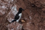 Tordalk | Razorbill | Alca torda