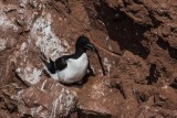 Tordalk | Razorbill | Alca torda