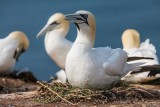 Basstölpel | Northern Gannet | Morus bassanus