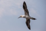 Basstölpel | Northern Gannet | Morus bassanus
