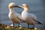 Basstölpel | Northern Gannet | Morus bassanus