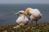 Basstölpel | Northern Gannet | Morus bassanus
