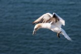Basstölpel | Northern Gannet | Morus bassanus