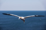 Basstölpel | Northern Gannet | Morus bassanus