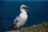 Basstölpel | Northern Gannet | Morus bassanus