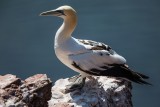 Basstölpel | Northern Gannet | Morus bassanus