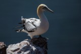 Basstölpel | Northern Gannet | Morus bassanus