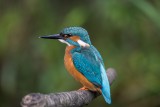 Eisvogel | Common Kingfisher | Alcedo atthis