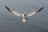 Basstölpel | Northern Gannet | Morus bassanus