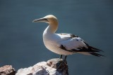 Basstölpel | Northern Gannet | Morus bassanus