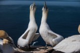 Basstölpel | Northern Gannet | Morus bassanus