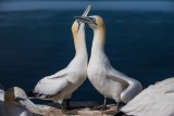 Basstölpel | Northern Gannet | Morus bassanus