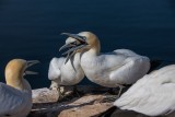 Basstölpel | Northern Gannet | Morus bassanus