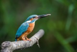 Eisvogel | Common Kingfisher | Alcedo atthis