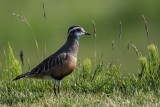 Mornellregenpfeifer | Eurasian Dotterel | Charadrius morinellus