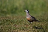 Mornellregenpfeifer | Eurasian Dotterel | Charadrius morinellus