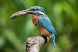 Eisvogel | Common Kingfisher | Alcedo atthis