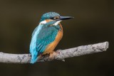 Eisvogel | Common Kingfisher | Alcedo atthis