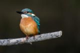 Eisvogel | Common Kingfisher | Alcedo atthis