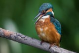 Eisvogel | Common Kingfisher | Alcedo atthis